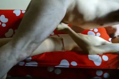 Zara Eksekusi Pria Kesayangan Goyang Drible